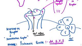 Skeletal muscle relaxants [upl. by Dnomsad]