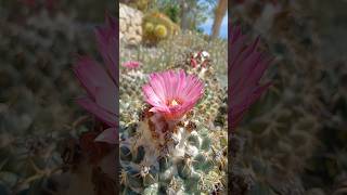 קוריפנטה אלפנטידנס 🌵 קיבוץ עיןגדי 🌴 Coryphantha elephantidens [upl. by Minoru]