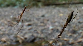 Araña Tetragnatha extensa Orb Weaver [upl. by Arvy]