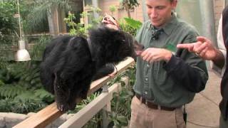 Bearcat Binturong vs GatorCincinnati Zoo [upl. by Hanny]