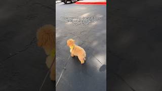 Dog’s Reaction to Fake Gunshots is Hilarious [upl. by Shum]