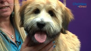 Grooming Guide  Tibetan Terrier Puppy Trim  Pro Groomer [upl. by Lewellen859]