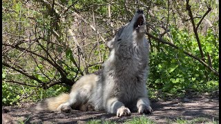 Gray Wolf Howls A Spring Song [upl. by Akelam]