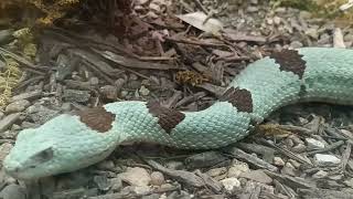 Banded Rock Rattlesnake at San Antonio Zoo [upl. by Farr120]