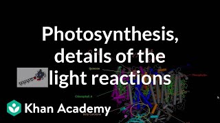 Photosynthesis Light Reactions and Photophosphorylation [upl. by Gredel]