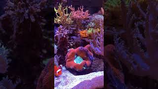 Trachyphyllia and friends reef fishtank fish marineaquarium coralreef reeftank aquascape [upl. by Rap826]