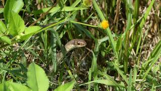 Everglades Racer Coluber constrictor paludicola [upl. by Cleo]