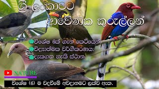 ශ්‍රී ලංකාවට ආවේණික කුරුල්ලන් [upl. by Masera]