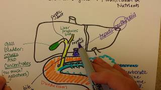 The Pancreas Liver and Duodenum Work Together [upl. by Romilly]