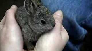 Baby pygmy rabbits at the Oregon Zoo [upl. by Aix]