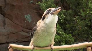 Zoo View KookaburraCincinnati Zoo [upl. by Correna197]