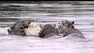 Who is the Strongest hippopotamus vs crocodile  Must See [upl. by Payne287]