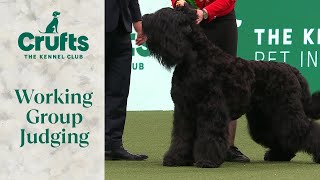 Working Group Judging  Crufts 2024 [upl. by Ahsiekal]