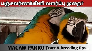 Macaw care and breeding tips tamil [upl. by Cochard348]