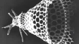 Radiolarians [upl. by Lardner]