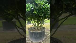 Huge Ligustrum trees Container Grown [upl. by Tebazile]