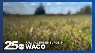 Fall Allergies Spike in Waco Tips to Protect Yourself [upl. by Bate]