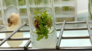 Plant Tissue Culture in 3 minutes [upl. by Nesahc]