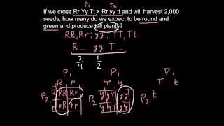 How to calculate a genotype with a Rule of Probability [upl. by Ynahpets]