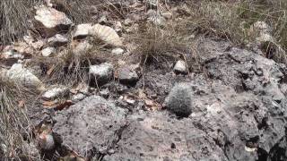 Cacti in Guadalupe Mountains [upl. by Susanne]