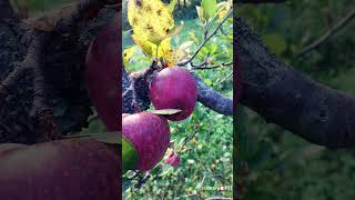 Mallus domestica  🍎🍎🍏🍏Apple  Rosaceae family [upl. by Jacquet]