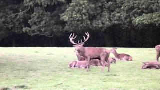 Stag mating with Hind Bedfords Park HaveringAtteBower Greater London [upl. by Eramat]