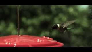 Hummingbird in Super Slow Motion 1600 fps [upl. by Notgnihsaw242]