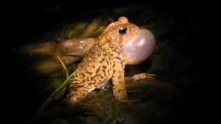 American toad Bufo americanus calling [upl. by Jann]