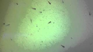 Clownfish Larvae eating Rotifers [upl. by Joshia706]