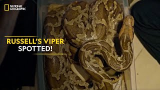 Russell’s Viper Spotted  Snakes SOS Goa’s Wildest  National Geographic [upl. by Telocin]