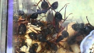 Camponotus rufipes colônia [upl. by Eintihw]