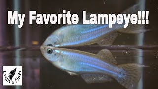 My Favorite Lampeye  Procatopus [upl. by Hamish]