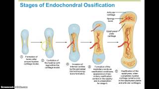 Ossification Steps [upl. by Ylil]