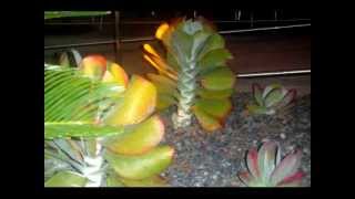 Crassula plants  Krasula  Succulent plants  Денежное дерево [upl. by Croft]