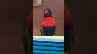 Anakin the Lorikeet talking making R2D2 sounds [upl. by Boris530]