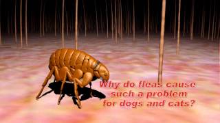 Understanding Flea and Tick Control [upl. by Aihsia]