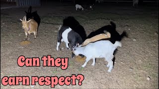 The fainting goats try to gain respect [upl. by Bourke]