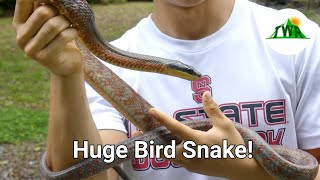 The Neotropical Bird Snake Ambush Assassin of Costa Rica [upl. by Eidnil]