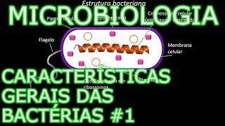 Aula Microbiologia Médica 4  Características Gerais das Bactérias 1 [upl. by Ramraj325]