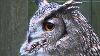 Alice the Great Horned Owl  Territorial Hoot [upl. by Mureil209]