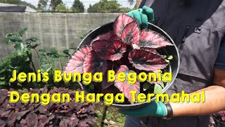 Jenis Bunga Begonia Termahal  Episode 13 [upl. by Seroka64]