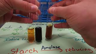 55  Salivary amylase experiment [upl. by Nazay]