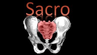 🦴 Sacro  Columna Vertebral  Anatomía [upl. by Yhtnomit]