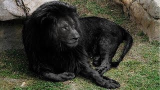 10 Most Unique Lions in the World [upl. by Bein]