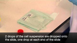 Making chromosome spreads for karyotyping [upl. by Newell]