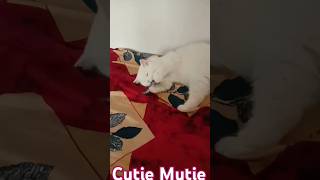 MUEZZA Playing with clip👍🏻 YouTube shorts [upl. by Airdnaxela]