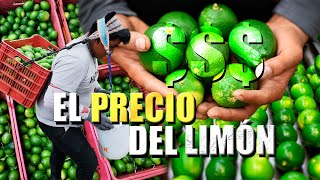 LIMA O LIMÓN PERSA El agrio sabor con dulces ganancias México mayor productor en el mundo [upl. by Barth779]