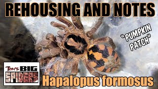 Hapalopus formosus quotPumpkin Patchquot Rehousing and Notes [upl. by Ebag]