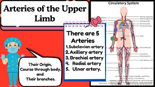 Arteries of the Upper Limb Explained Easy  Anatomy of Upper Limb by Novice Medic [upl. by Vasilis109]