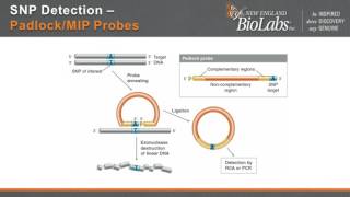 DNA Ligase Fidelity when does it matter [upl. by Karilynn]